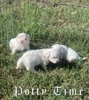 Opal, a female Coton de Tulear for sale in Norman, OK – 5 of 9