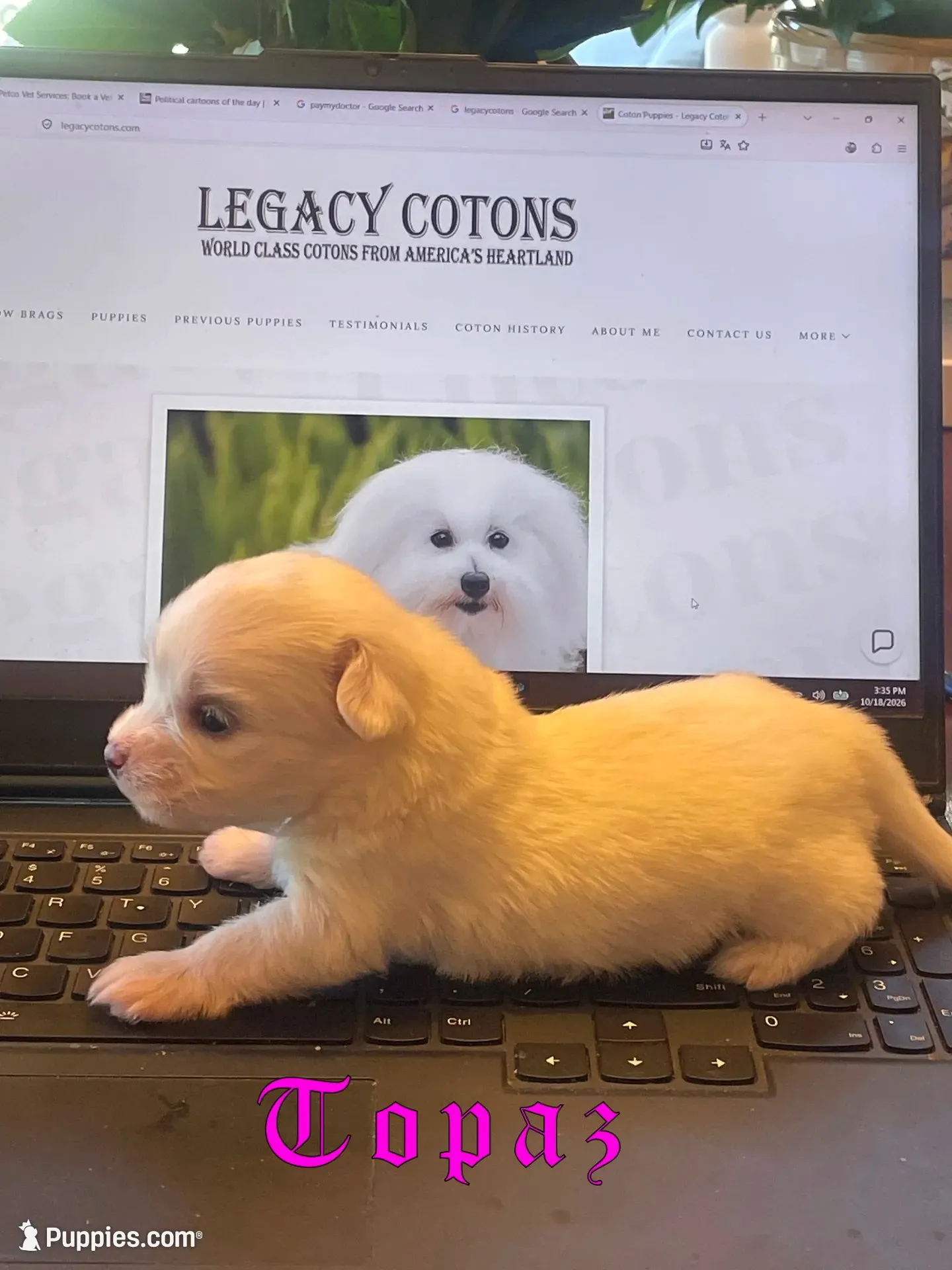 Opal, a female Coton de Tulear for sale in Norman, OK – 6 of 9