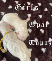 Opal, a female Coton de Tulear for sale in Norman, OK – 2 of 9