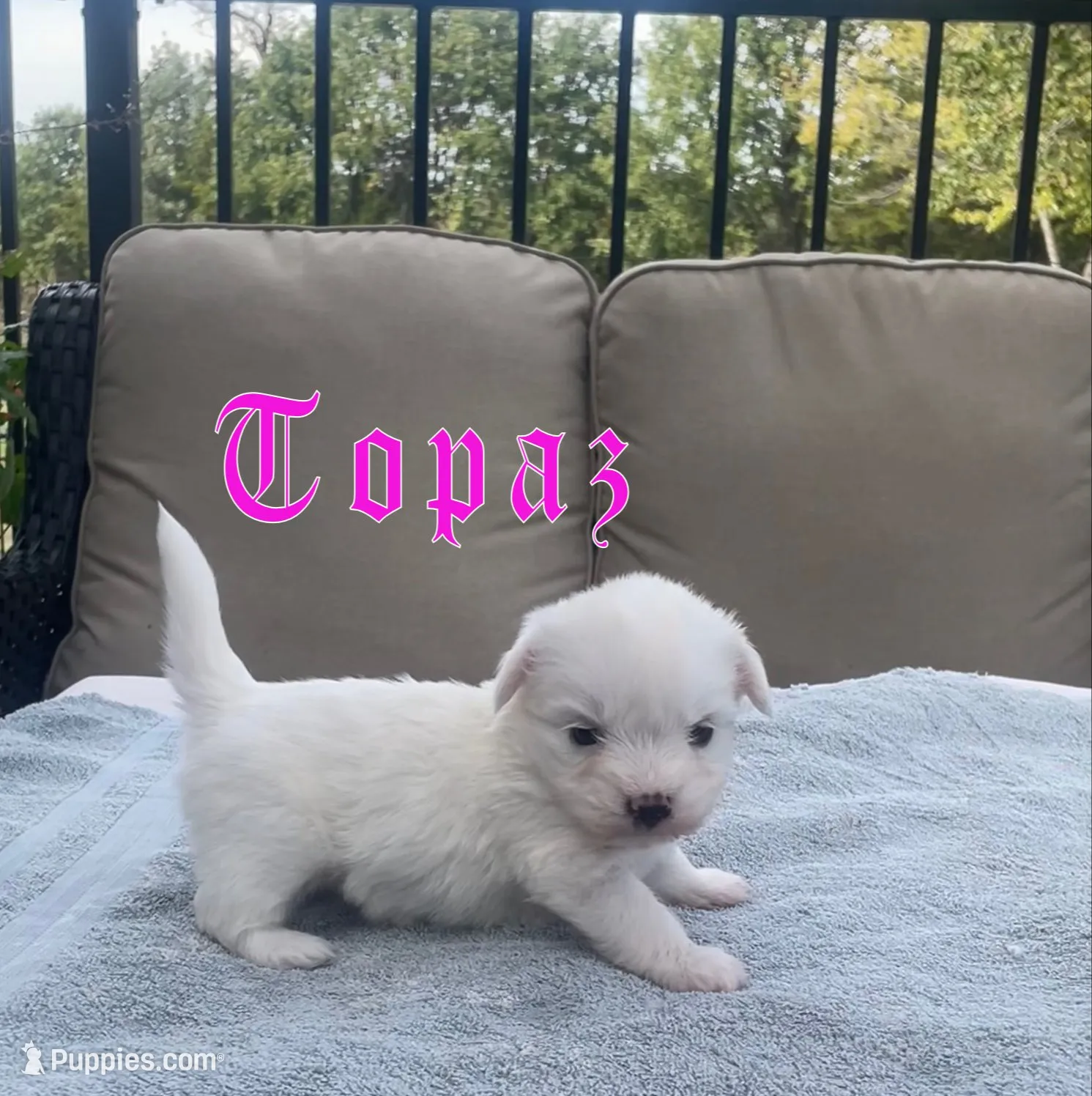 Opal, a female Coton de Tulear for sale in Norman, OK – 8 of 9