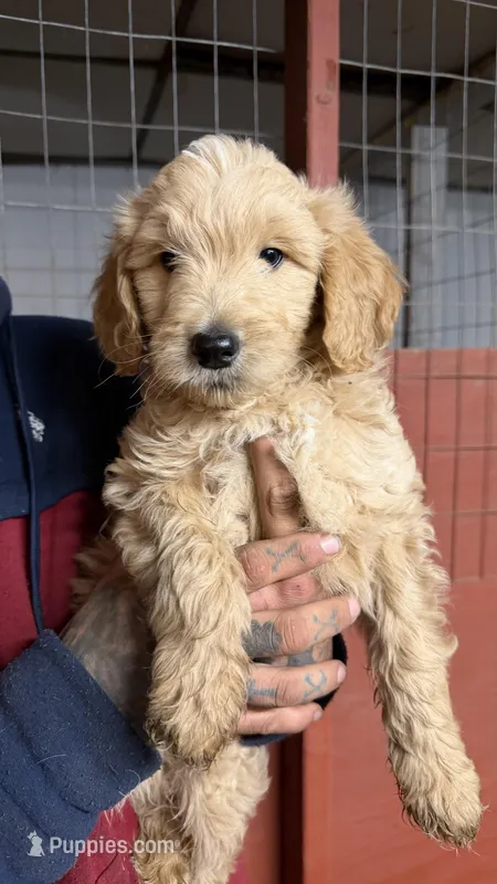 Puppy – Goldendoodle puppy for sale in Cranston, RI