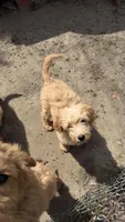 Puppy, a male Goldendoodle for sale in Cranston, RI – Photo 2 of 2