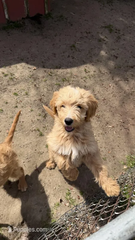 Puppy – Goldendoodle puppy for sale in Cranston, RI