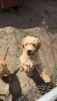Puppy, a male Goldendoodle for sale in Cranston, RI – Photo 1 of 2