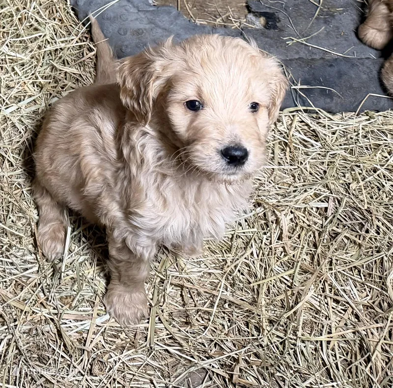 Bailey – Goldendoodle puppy for sale in Cranston, RI