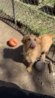Ellie, a female Goldendoodle for sale in Cranston, RI – 1 of 6