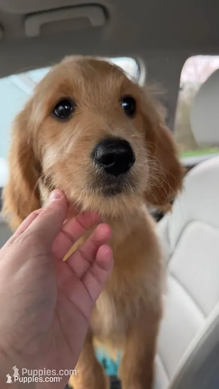 Ellie – Goldendoodle puppy for sale in Cranston, RI