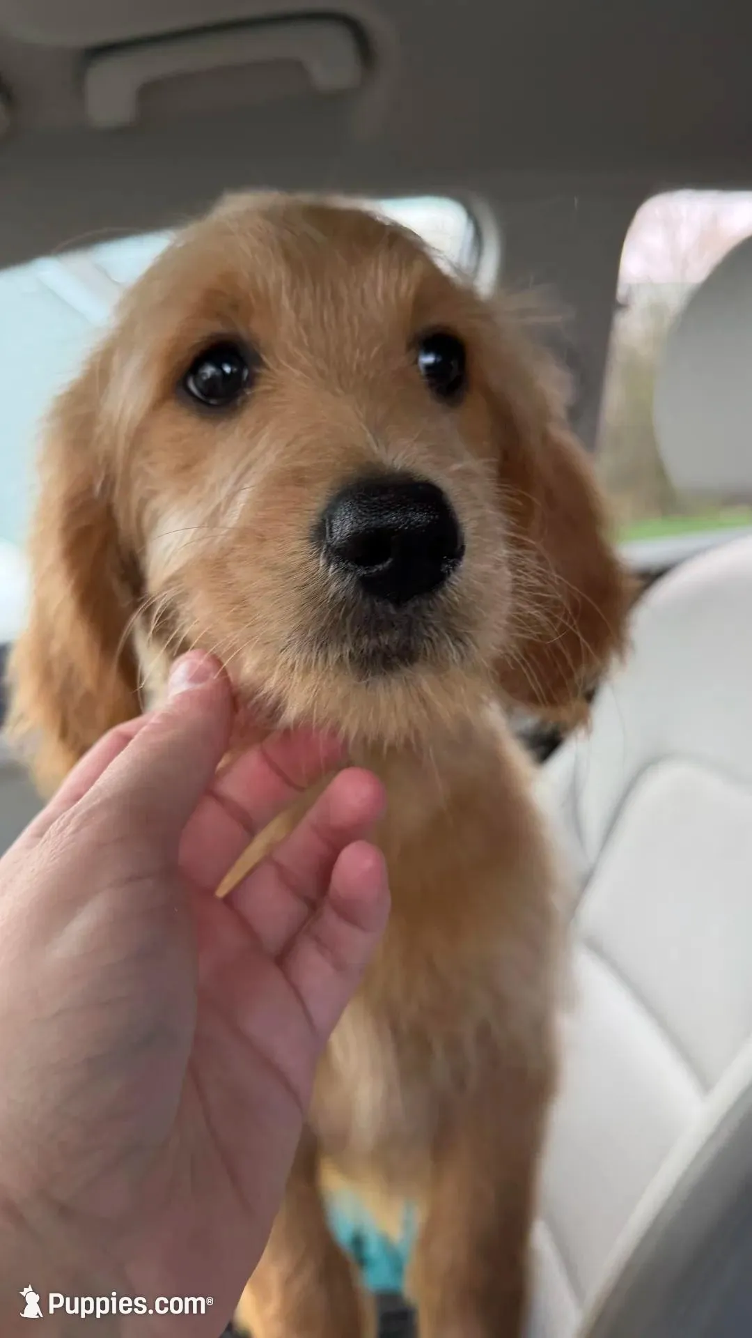 Pupp, a female Goldendoodle for sale in Cranston, RI – Photo 3 of 4