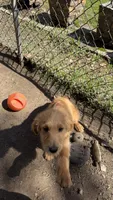 Ellie, a female Goldendoodle for sale in Cranston, RI – 6 of 6