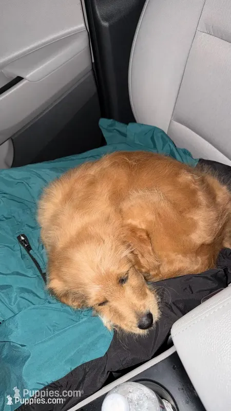 Pupp – Goldendoodle puppy for sale in Cranston, RI