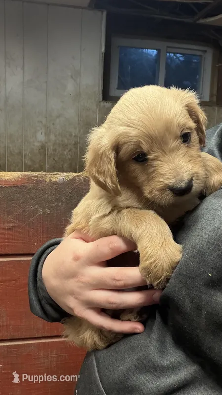 Jack – Goldendoodle puppy for sale in Cranston, RI