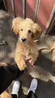 Puppy, a female Goldendoodle for sale in Cranston, RI – Photo 1 of 4