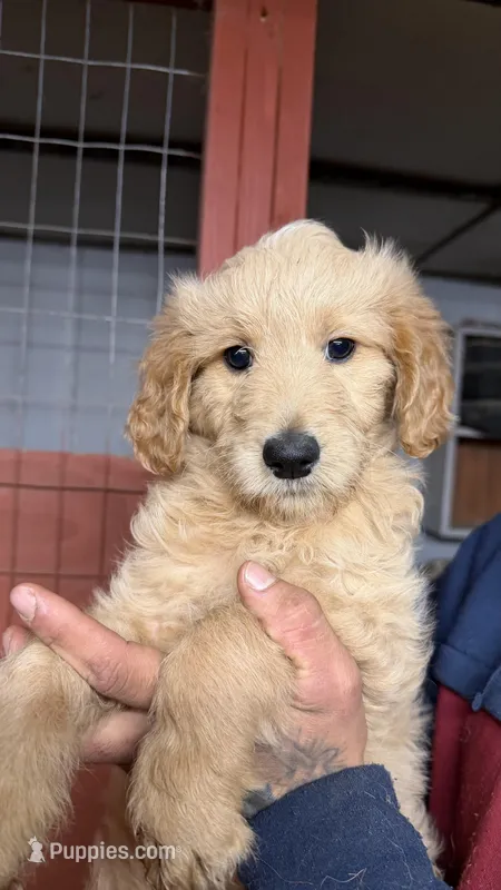 Puppy, a female Goldendoodle for sale in Cranston, RI – Photo 1 of 1