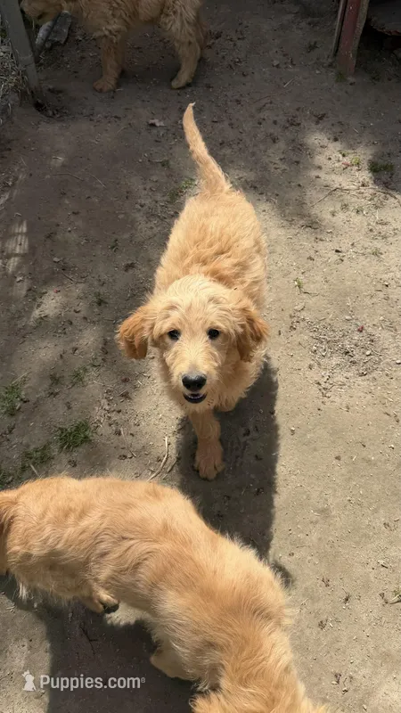 Puppy – Goldendoodle puppy for sale in Cranston, RI