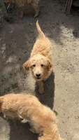 Puppy, a female Goldendoodle for sale in Cranston, RI – Photo 2 of 4