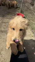 Puppy, a female Goldendoodle for sale in Cranston, RI – Photo 3 of 4