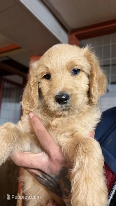 Puppy – Goldendoodle puppy for sale in Cranston, RI