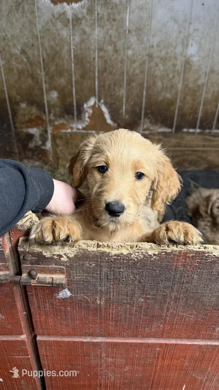 Puppy – Goldendoodle puppy for sale in Cranston, RI