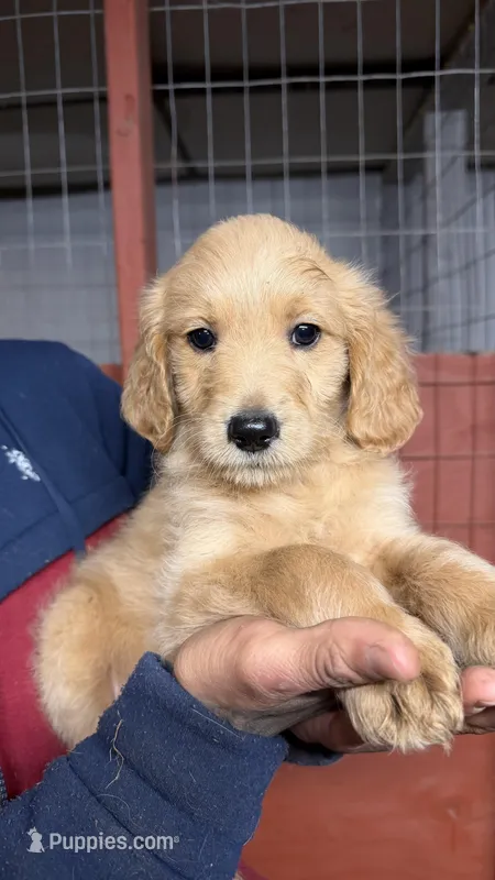 Puppy – Goldendoodle puppy for sale in Cranston, RI