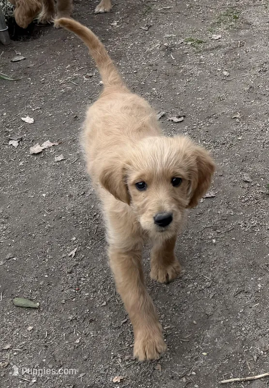 Puppy – Goldendoodle puppy for sale in Cranston, RI