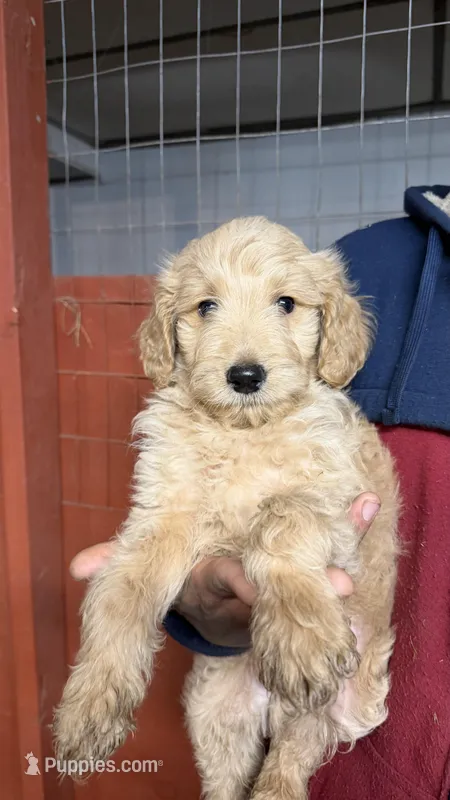 Puppy  – Goldendoodle puppy for sale in Cranston, RI