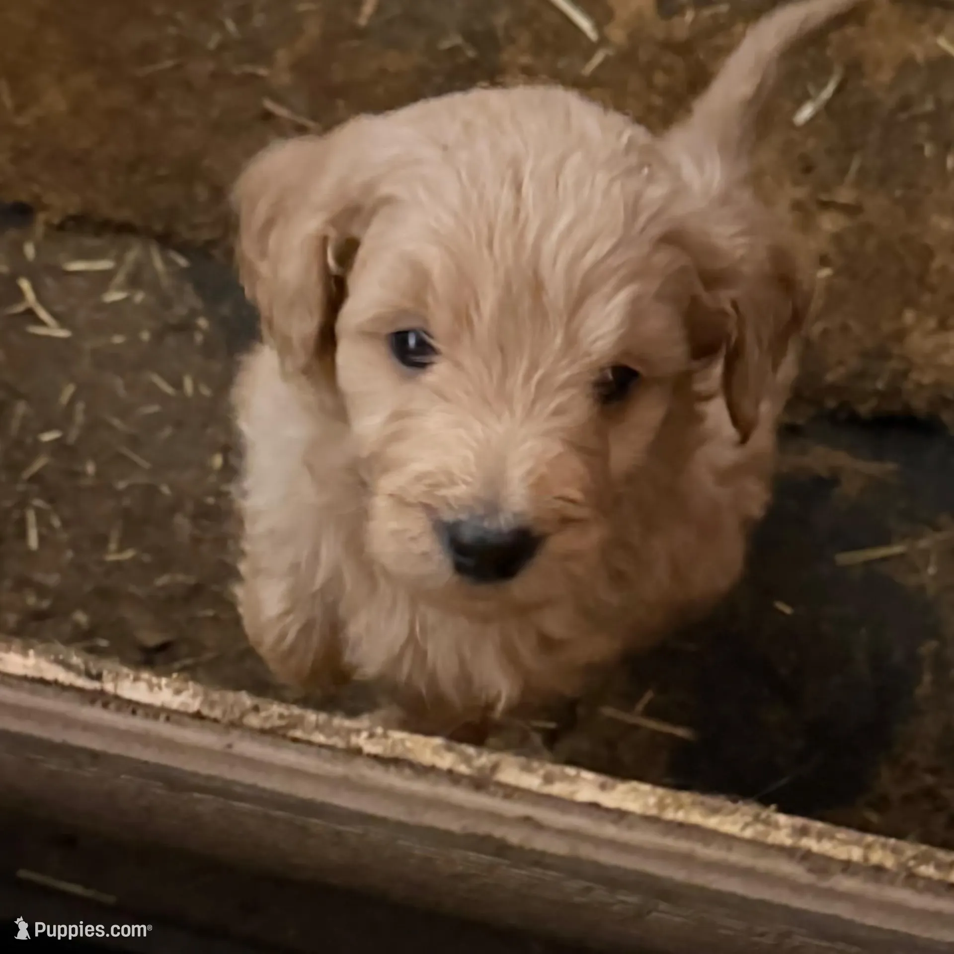 Ellie – Goldendoodle puppy for sale in Cranston, RI