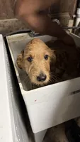 Meatball, a male Goldendoodle for sale in Cranston, RI – Photo 1 of 5