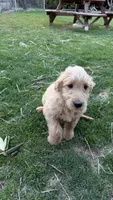 Meatball, a male Goldendoodle for sale in Cranston, RI – Photo 4 of 5