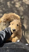 Meatball, a male Goldendoodle for sale in Cranston, RI – Photo 3 of 5