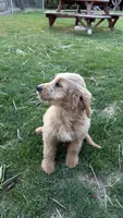 Meatball, a male Goldendoodle for sale in Cranston, RI – Photo 5 of 5
