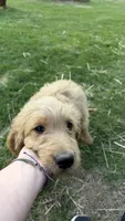 Meatball, a male Goldendoodle for sale in Cranston, RI – Photo 2 of 5