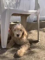 Pup 1, a male Goldendoodle for sale in Cranston, RI – Photo 3 of 3