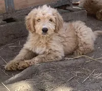 Pup 1, a male Goldendoodle for sale in Cranston, RI – Photo 1 of 3