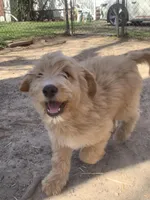 Pup 1, a male Goldendoodle for sale in Cranston, RI – Photo 2 of 3