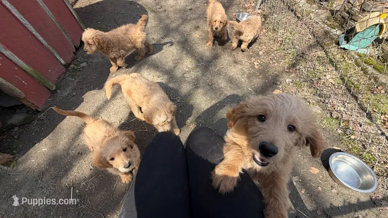 Puppy – Goldendoodle puppy for sale in Cranston, RI