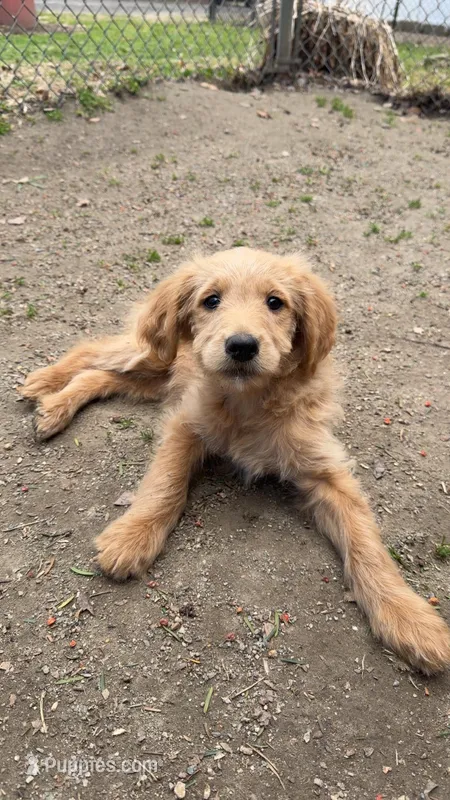 Puppy – Goldendoodle puppy for sale in Cranston, RI