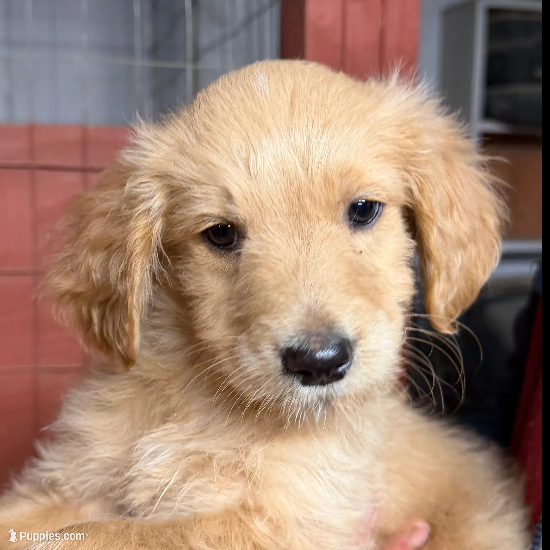 Puppy – Goldendoodle puppy for sale in Cranston, RI