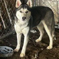Toasty, a female Alaskan Husky for sale in Chino, CA – Photo 3 of 5
