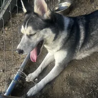 Toasty, a female Alaskan Husky for sale in Chino, CA – Photo 4 of 5