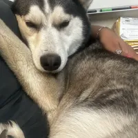 Toasty, a female Alaskan Husky for sale in Chino, CA – Photo 1 of 5