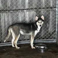Toasty, a female Alaskan Husky for sale in Chino, CA – Photo 2 of 5