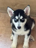 processed/e026d6d6-820e-4f83-9168-f9d39d0eb191/listing/22fb568f-969c-4534-b3b7-1eb458e9828b/0244c9a7-78d8-412a-b84d-4dce7d791dee