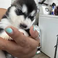 Nova, a female Alaskan Malamute and Alaskan Husky for sale in Chino, CA – Photo 6 of 9