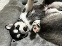 processed/e026d6d6-820e-4f83-9168-f9d39d0eb191/listing/3ea53e2b-f8d1-40f5-99e5-85945eac19e1/6967a6e0-a9f9-4542-bc5b-6acaab8a9baf