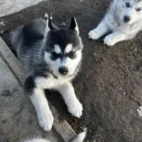 Nova, a female Alaskan Malamute and Alaskan Husky for sale in Chino, CA – Photo 4 of 9