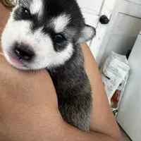 Nova, a female Alaskan Malamute and Alaskan Husky for sale in Chino, CA – Photo 8 of 9