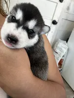 processed/e026d6d6-820e-4f83-9168-f9d39d0eb191/listing/3ea53e2b-f8d1-40f5-99e5-85945eac19e1/a88de2d5-d004-46e3-9530-735c24245c2f