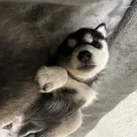 Nova, a female Alaskan Malamute and Alaskan Husky for sale in Chino, CA – Photo 7 of 9