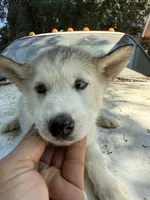 processed/e026d6d6-820e-4f83-9168-f9d39d0eb191/listing/4be038a6-fae1-4a6d-b470-36bd681884a1/5c5693ba-0ba7-47a6-aeb9-09cbd6a38f3f