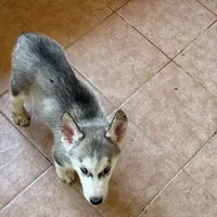Matcha, a female Alaskan Husky for sale in Chino, CA – Photo 2 of 3